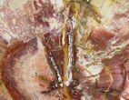 Beautiful Araucaria Petrified Wood Slab - x #6763-2